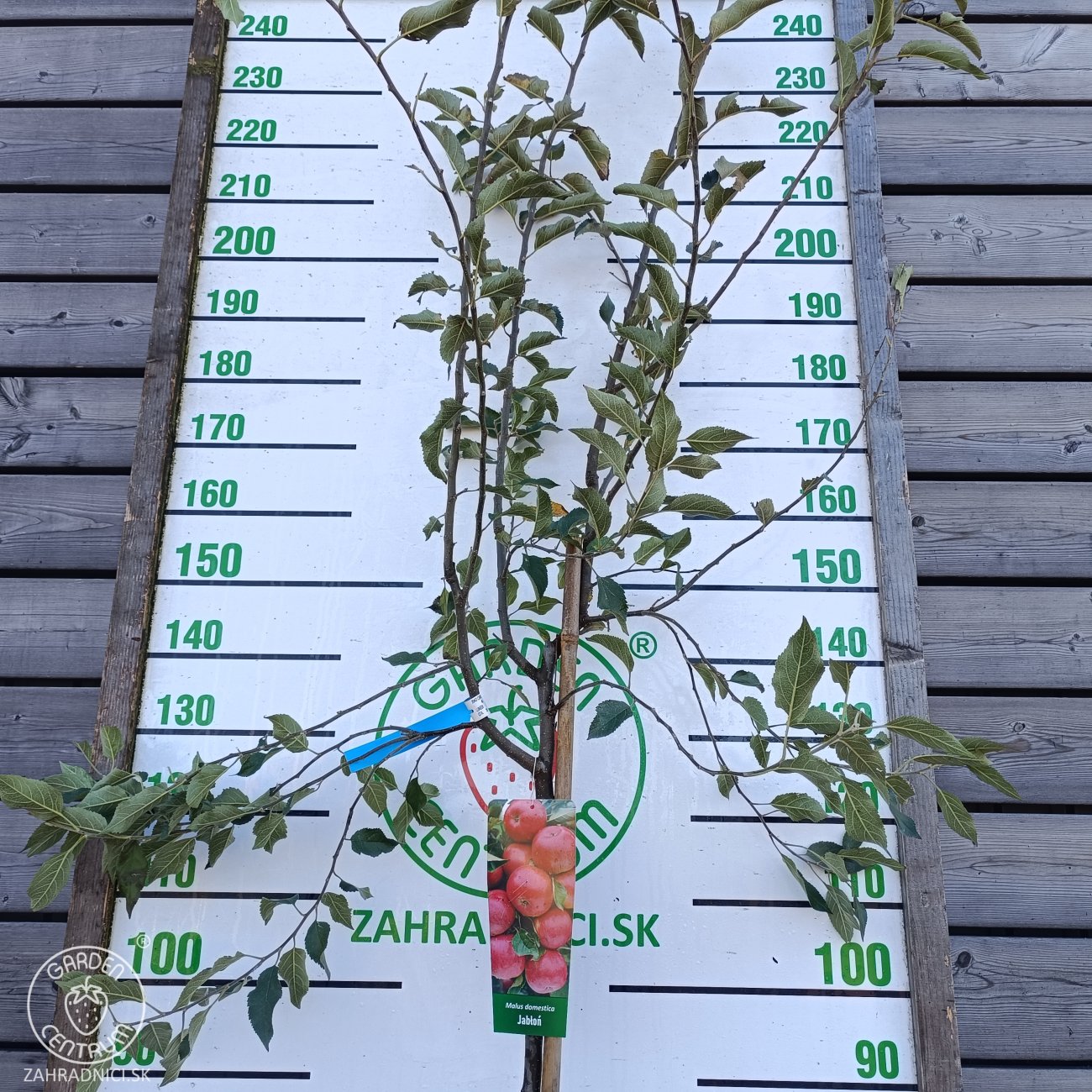Obrázok Jabloň domáca (Malus domestica) ´FLORINA´- jesenná, výška 270-300 cm, obvod kmeňa 6/8 cm, kont. C6L